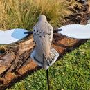 Voodoo Dove Decoy - Pigeon on Spike With Rotating Wings