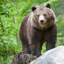 Sabre Red Sport & Safety Horn